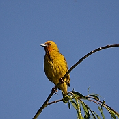 "Cape Weaver" Paarl, South Africa